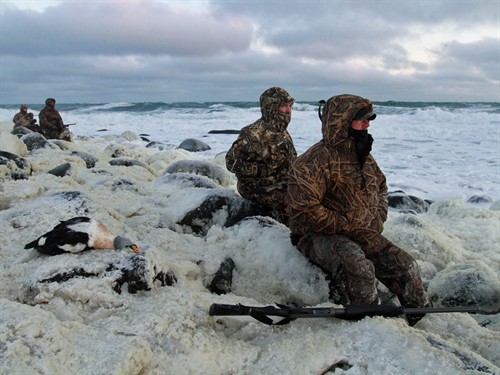 Alaska King Eider Hunt 1103